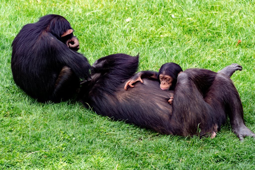 A group of chimpanzees enjoying a peaceful moment on bright green grass in a natural setting.