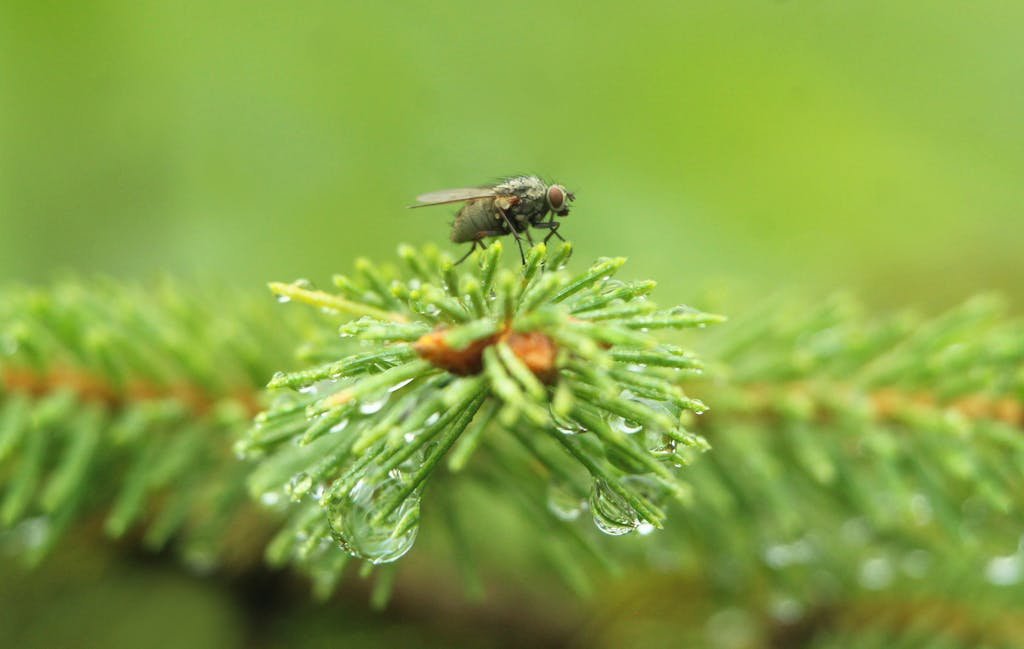 Close-up of a fly perched on a dew-laden pine needle, highlighting natural beauty.