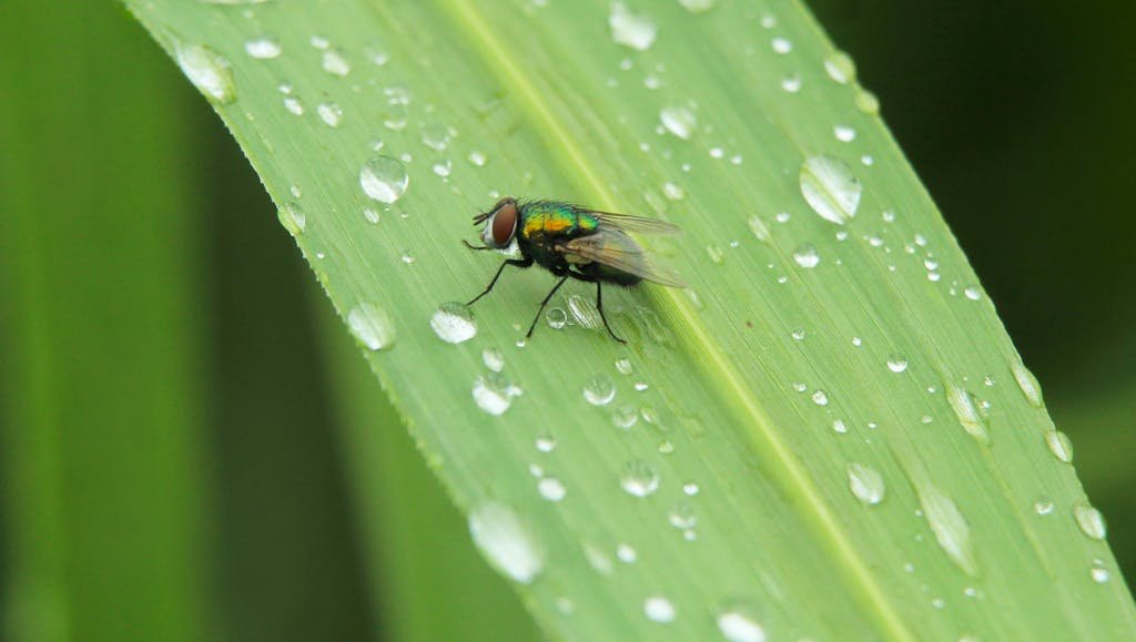 Fixing Bug Ralbel28.2.5 a fly resting on a green leaf covered with dew droplets, showcasing nature's details.