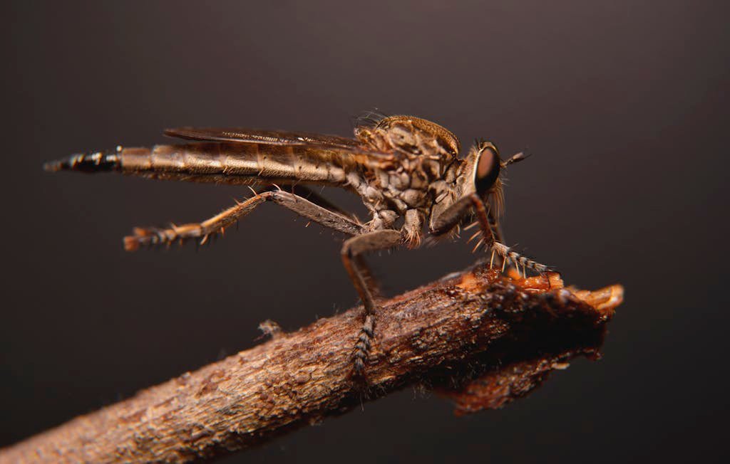 Robber Fly