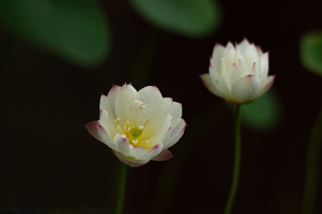 Organic Beauty Tips capturing two blooming water lily flowers with white petals and pink tips.