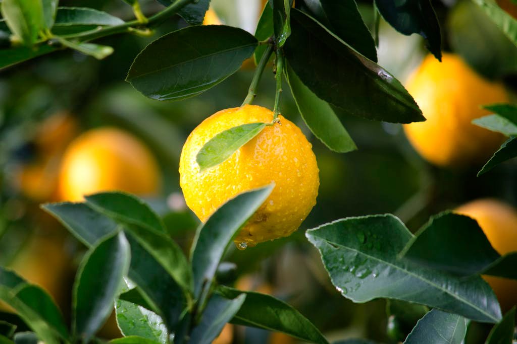Health ThreeTrees com vn lemon with dewdrops surrounded by green leaves, symbolizing freshness and vitality.