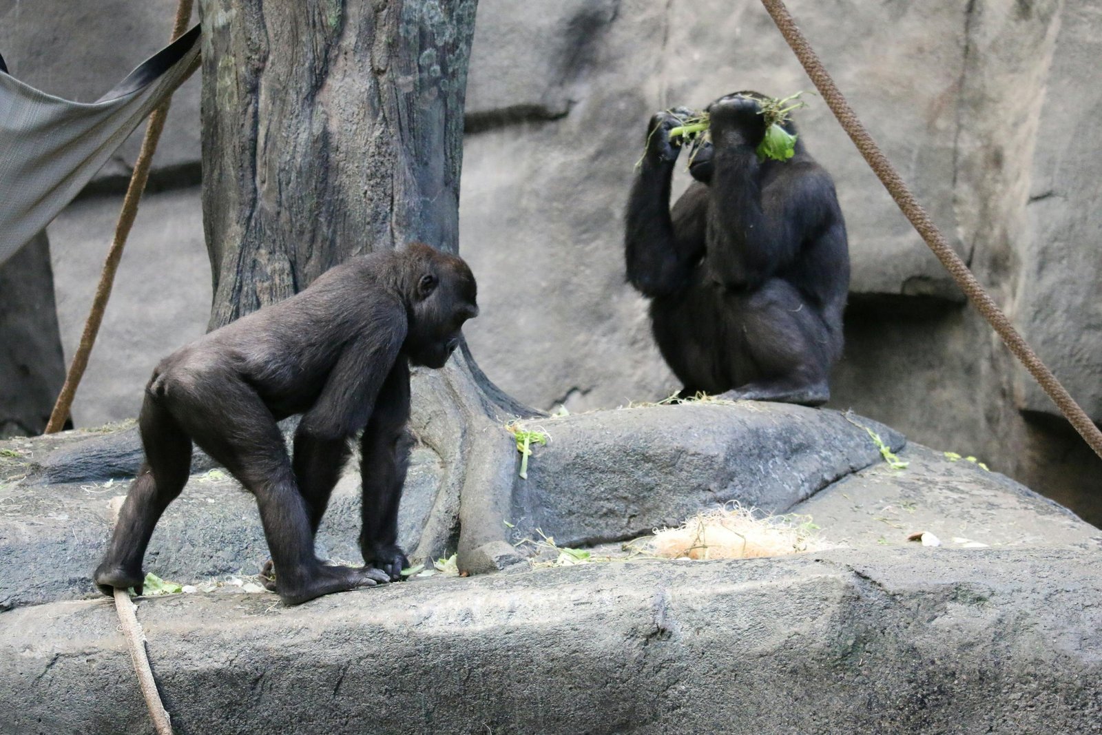 Gorillas in a zoo exhibit Chimpanzees among rocks, highlighting social behavior and natural habitat.