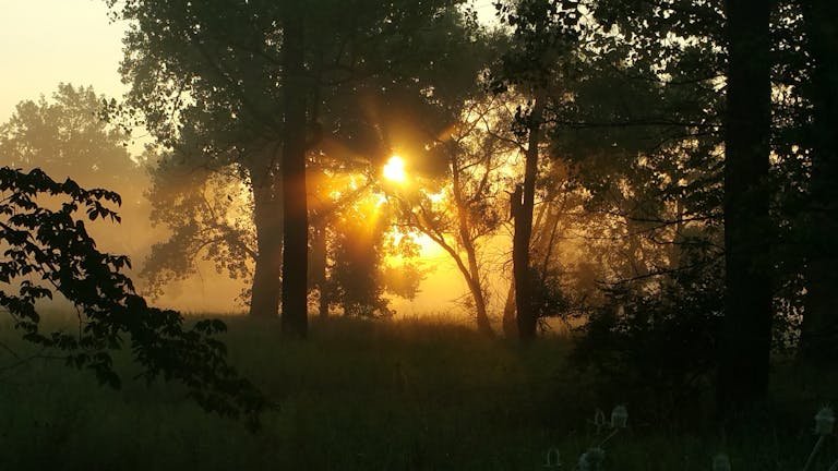Golden walter green early retirement beams through foggy forest trees at sunrise, creating a tranquil scene.